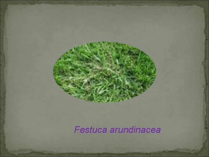 Festuca arundinacea 