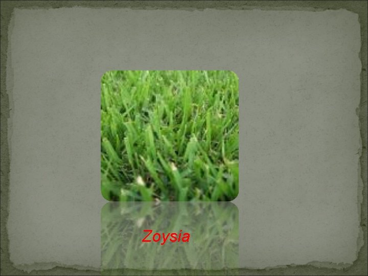 Zoysia 