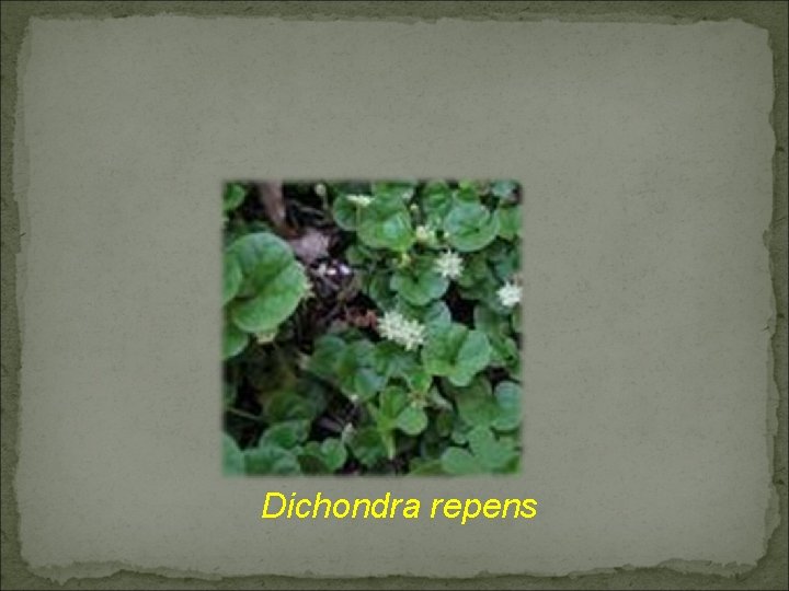 Dichondra repens 