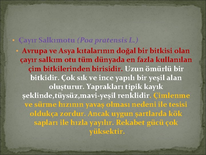  • Çayır Salkımotu (Poa pratensis L. ) • Avrupa ve Asya kıtalarının doğal