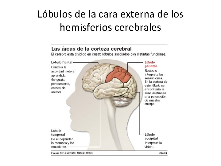 Lóbulos de la cara externa de los hemisferios cerebrales 