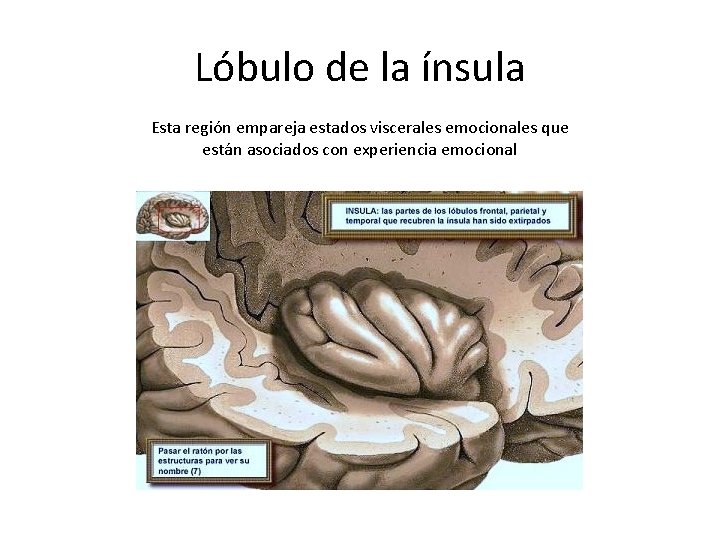 Lóbulo de la ínsula Esta región empareja estados viscerales emocionales que están asociados con