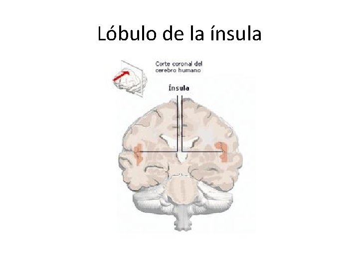 Lóbulo de la ínsula 