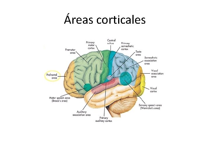 Áreas corticales 