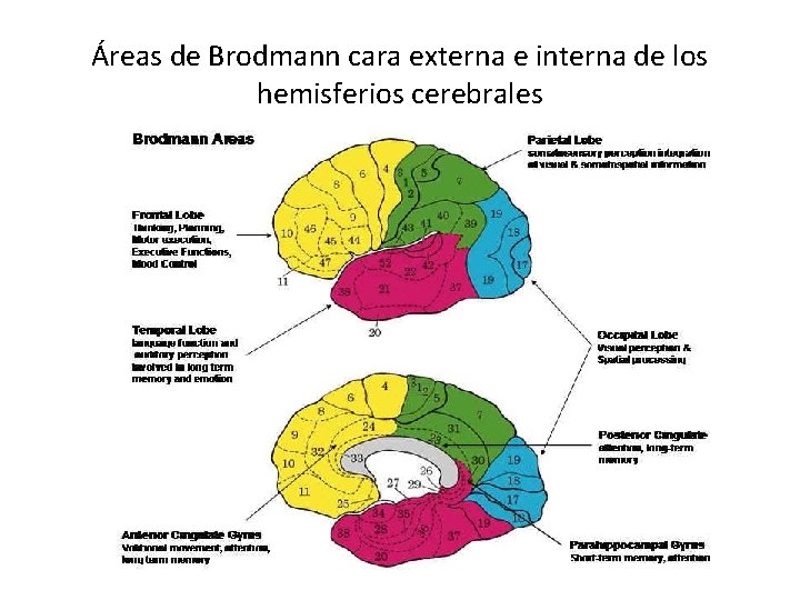 Áreas de Brodmann cara externa e interna de los hemisferios cerebrales 