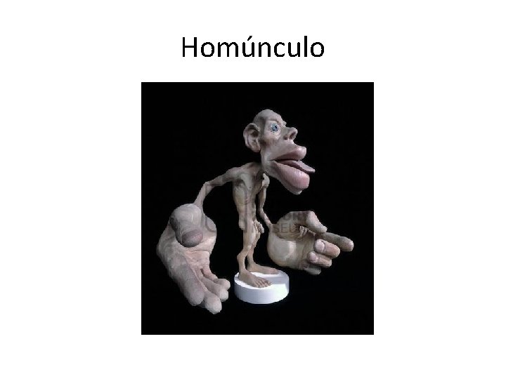 Homúnculo 