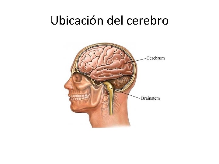 Ubicación del cerebro 