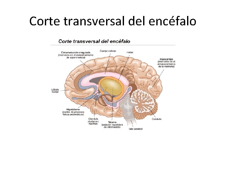 Corte transversal del encéfalo 