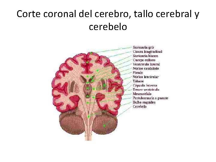 Corte coronal del cerebro, tallo cerebral y cerebelo 