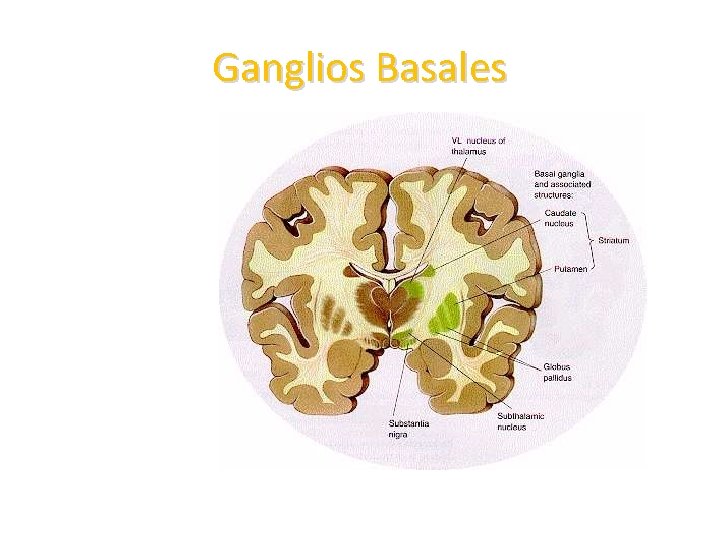 Ganglios Basales Prosencéfalo (telencéfalo) • Núcleo caudado • Núcleo putamen • Globo pálido Control