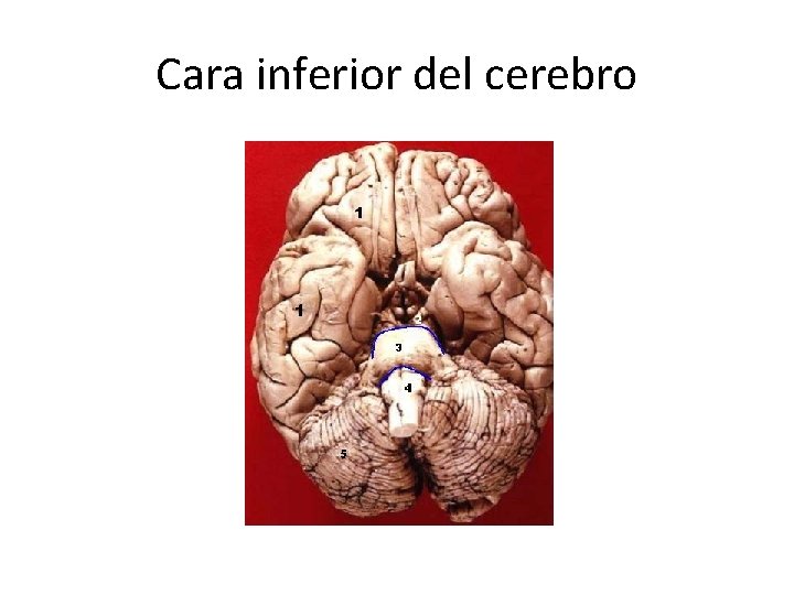 Cara inferior del cerebro 
