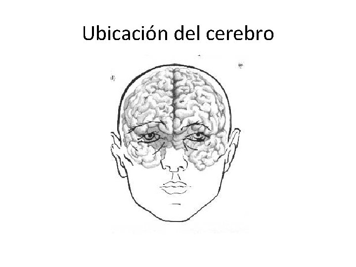 Ubicación del cerebro 