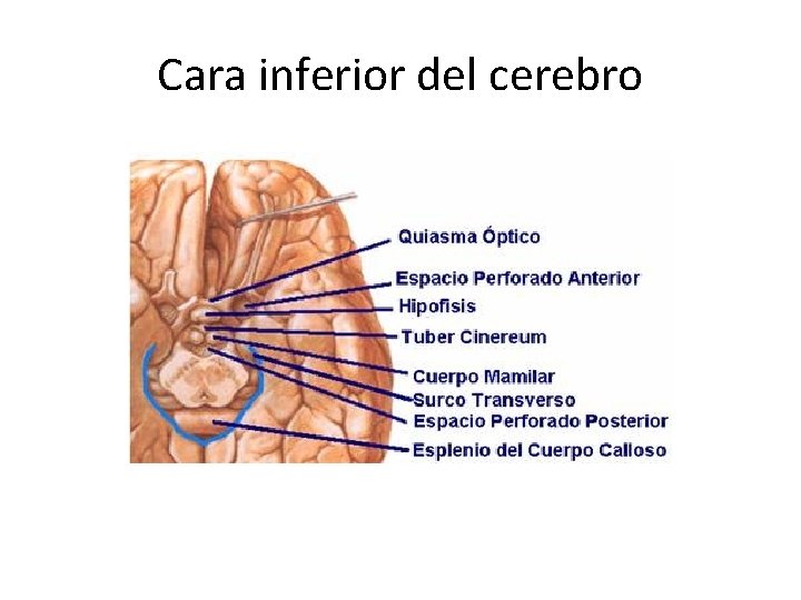 Cara inferior del cerebro 