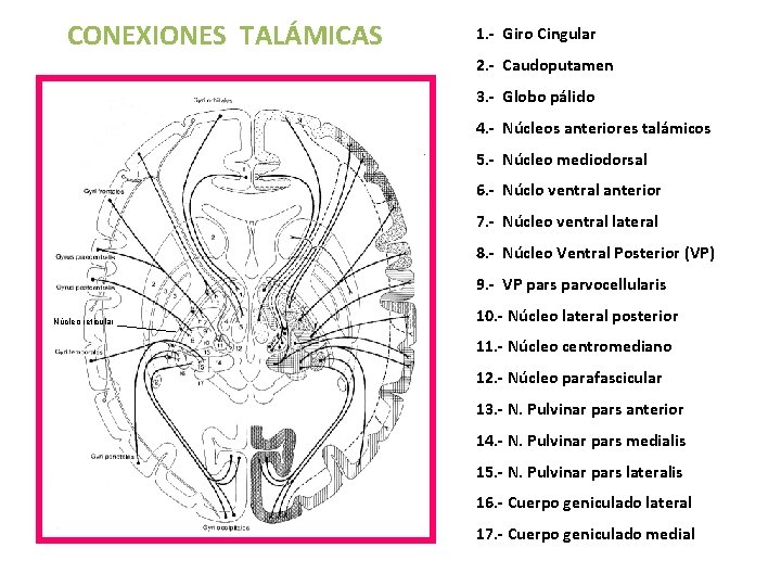 CONEXIONES TALÁMICAS 1. - Giro Cingular 2. - Caudoputamen 3. - Globo pálido 4.