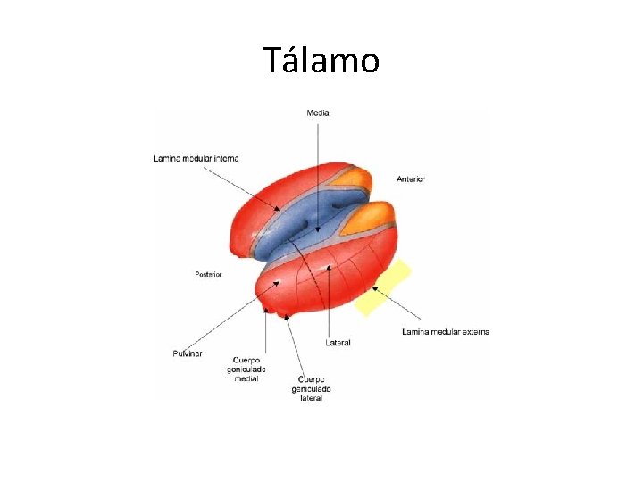 Tálamo 