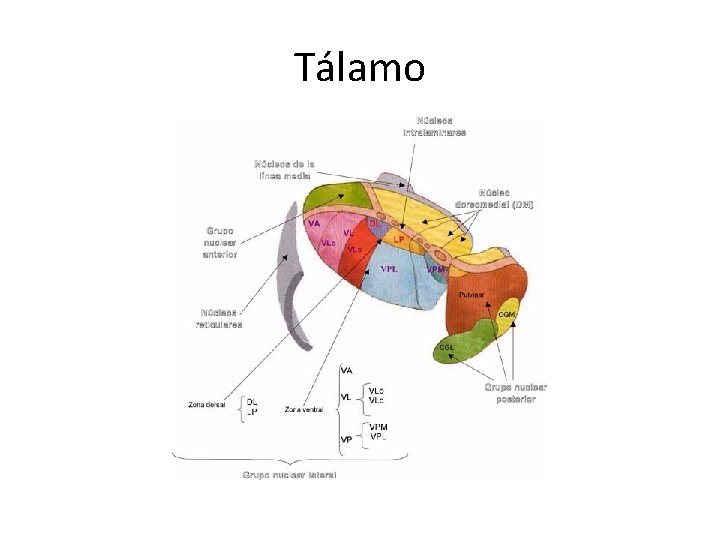 Tálamo 