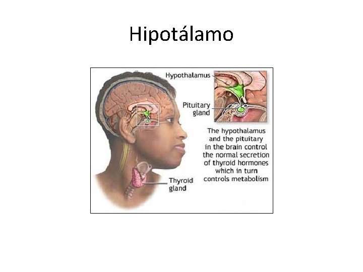 Hipotálamo 