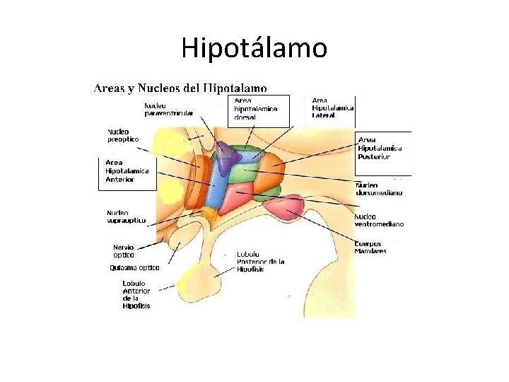 Hipotálamo 