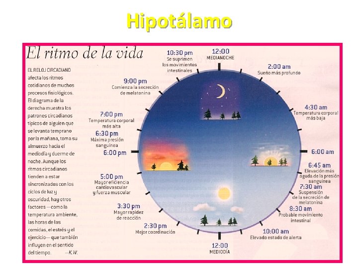 Hipotálamo 