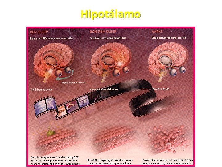 Hipotálamo 