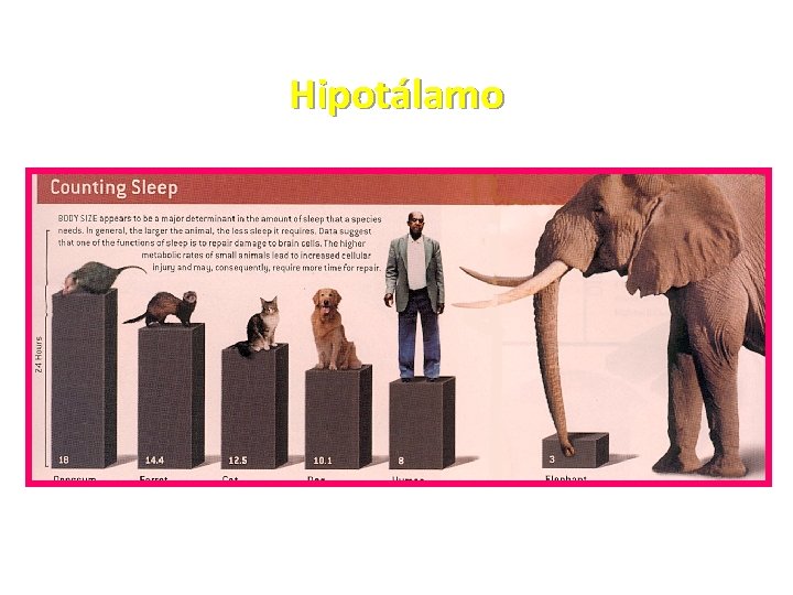 Hipotálamo 