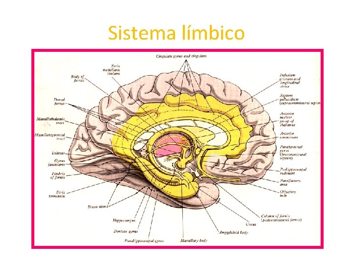 Sistema límbico 