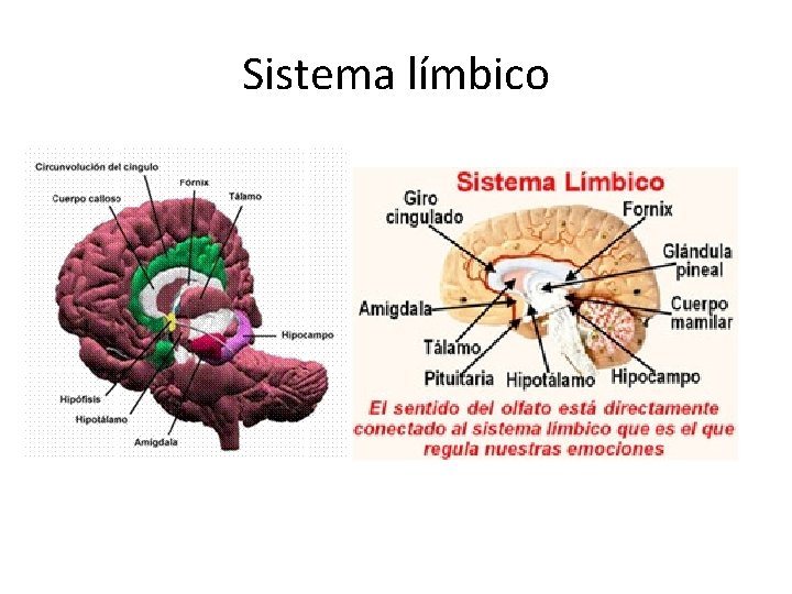 Sistema límbico 