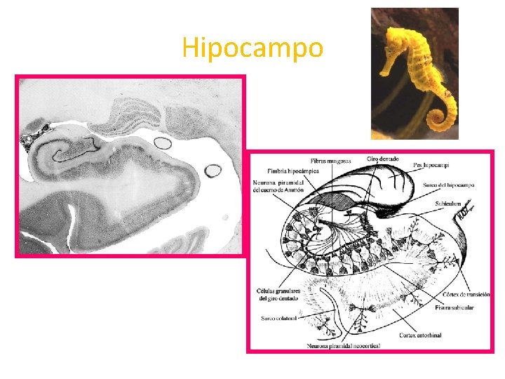Hipocampo 