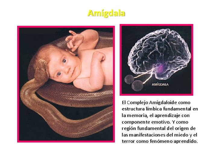 Amígdala El Complejo Amigdaloide como estructura límbica fundamental en la memoria, el aprendizaje con