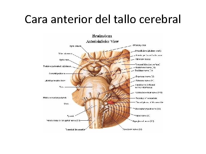 Cara anterior del tallo cerebral 