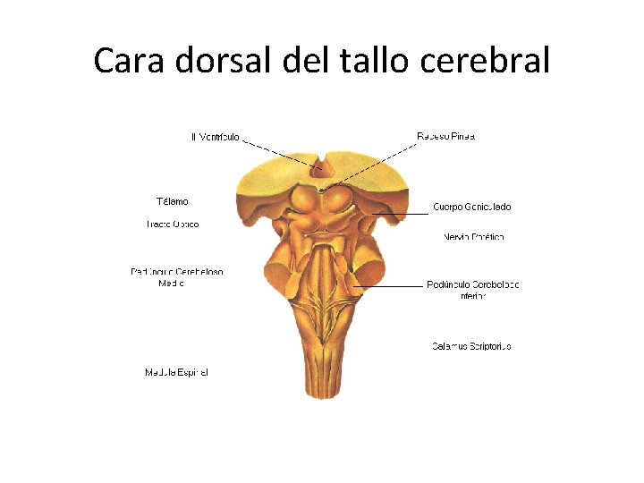 Cara dorsal del tallo cerebral 