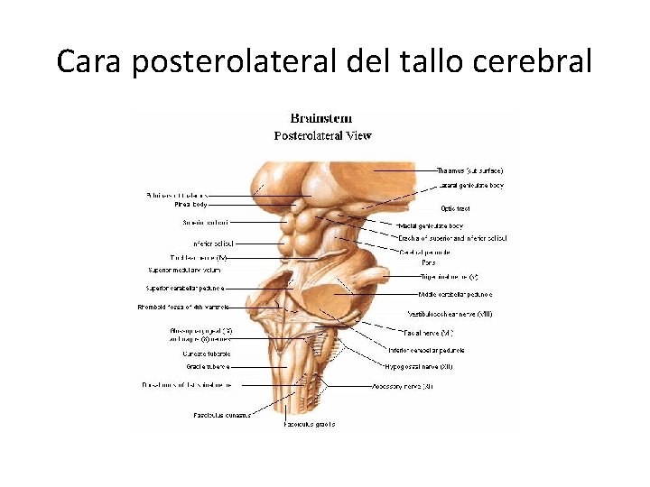 Cara posterolateral del tallo cerebral 