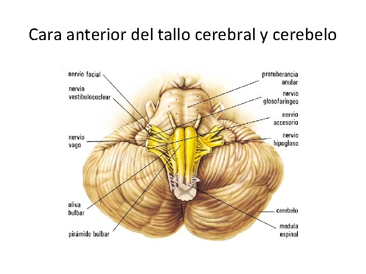 Cara anterior del tallo cerebral y cerebelo 