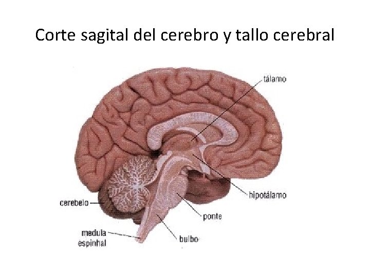 Corte sagital del cerebro y tallo cerebral 