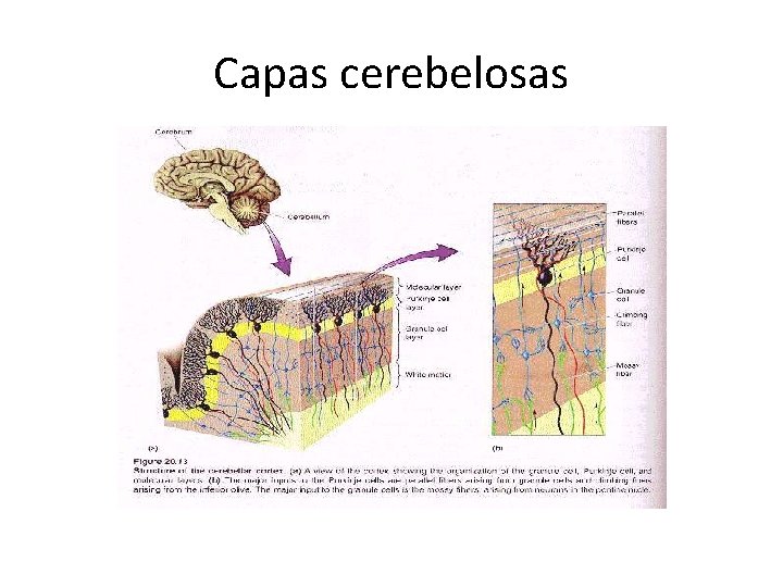 Capas cerebelosas 