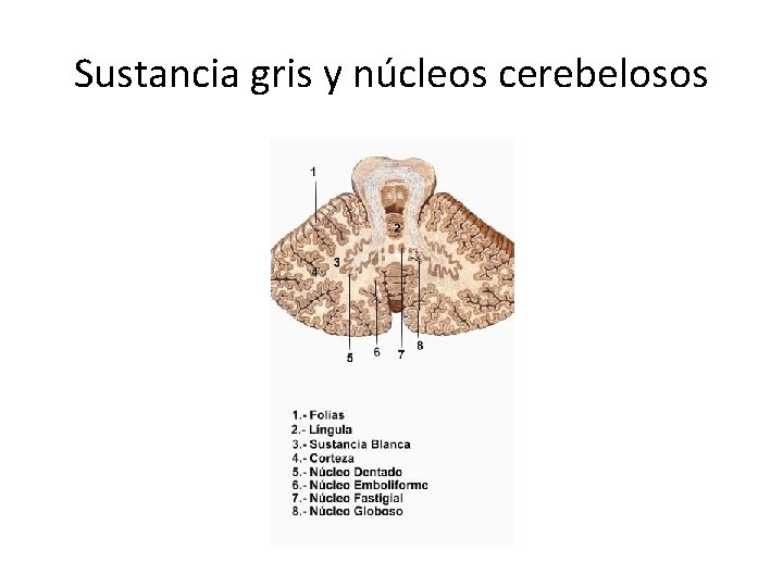 Sustancia gris y núcleos cerebelosos 
