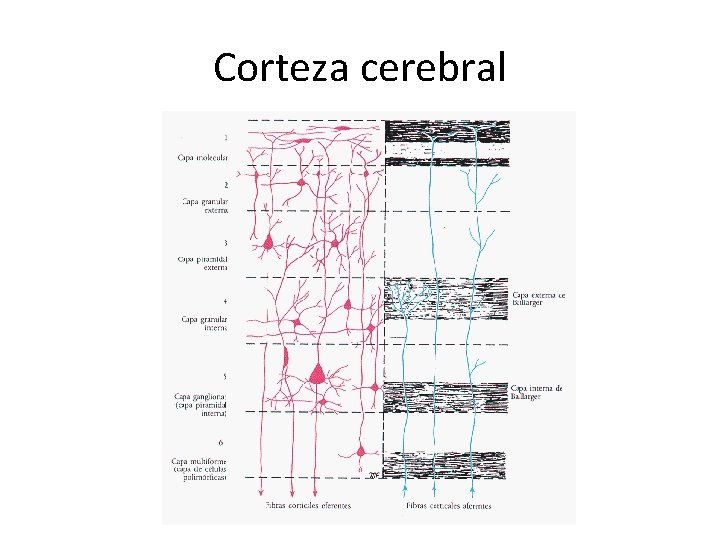 Corteza cerebral 