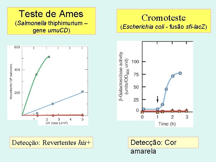 Teste de Ames (Salmonella thiphimurium – gene umu. CD) Detecção: Revertentes his+ Cromoteste (Escherichia