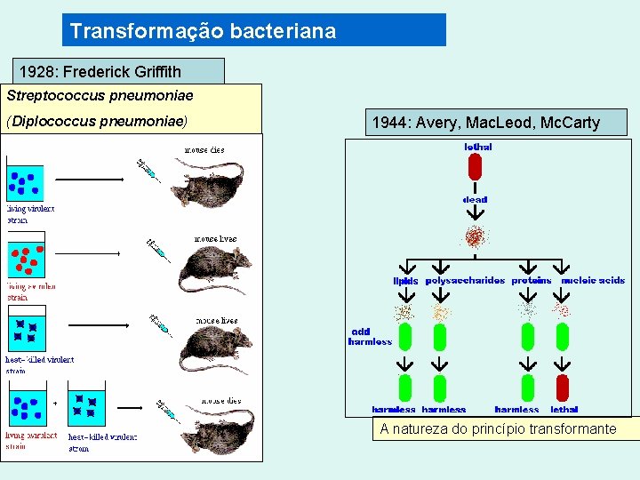 Transformação bacteriana 1928: Frederick Griffith Streptococcus pneumoniae (Diplococcus pneumoniae) 1944: Avery, Mac. Leod, Mc.