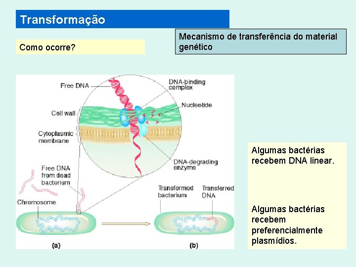 Transformação Como ocorre? Mecanismo de transferência do material genético Algumas bactérias recebem DNA linear.