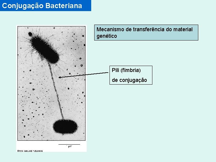 Conjugação Bacteriana Mecanismo de transferência do material genético Pili (fímbria) de conjugação 