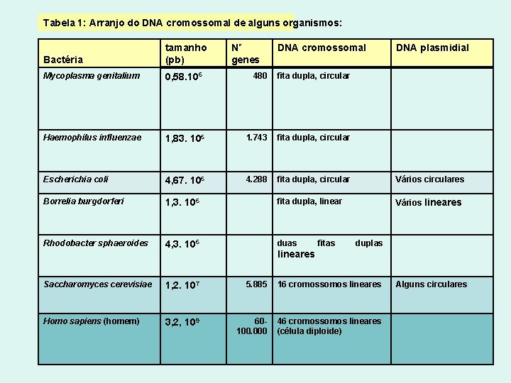 Tabela 1: Arranjo do DNA cromossomal de alguns organismos: Bactéria tamanho (pb) Mycoplasma genitalium