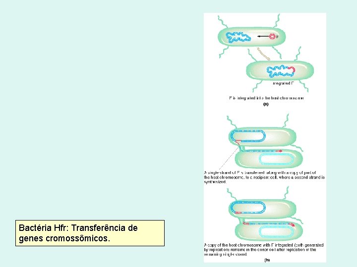 Bactéria Hfr: Transferência de genes cromossômicos. 