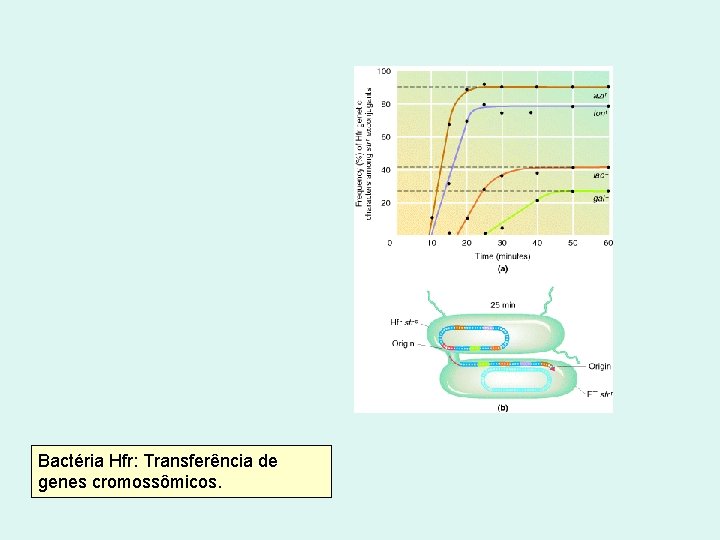 Bactéria Hfr: Transferência de genes cromossômicos. 