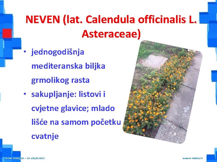 NEVEN (lat. Calendula officinalis L. Asteraceae) • jednogodišnja mediteranska biljka grmolikog rasta • sakupljanje: