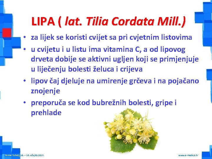 LIPA ( lat. Tilia Cordata Mill. ) • za lijek se koristi cvijet sa