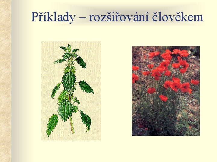 Příklady – rozšiřování člověkem 