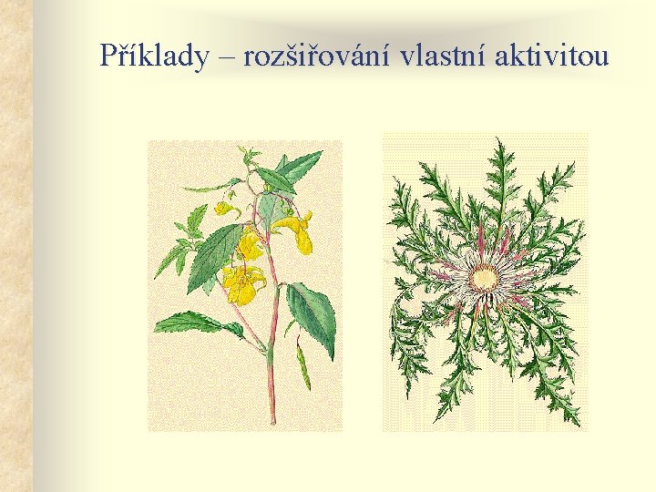 Příklady – rozšiřování vlastní aktivitou 