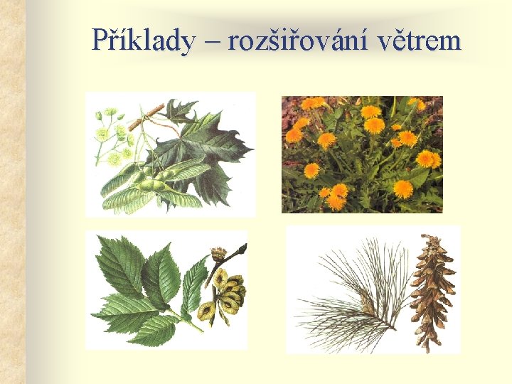 Příklady – rozšiřování větrem 