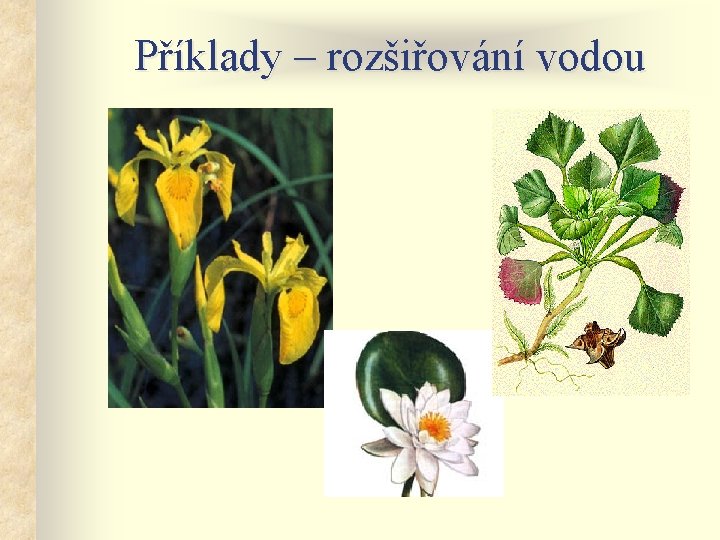 Příklady – rozšiřování vodou 
